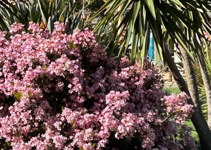 T3 Rte Des Sanguinaires *